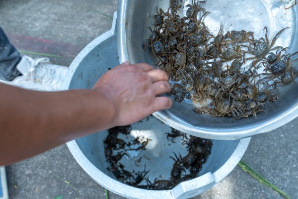 稻、蟹双丰充！水产大众把脉，助崇明生态岛绿色高效高产